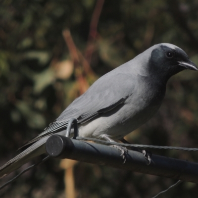 Coracina novaehollandiae (Black-faced Cuckooshrike) at Conder, ACT - 28 May 2021 by MichaelBedingfield