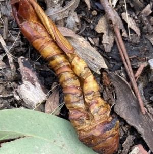 Hepialidae (family) at Paddys River, ACT - 11 Aug 2021 01:15 PM