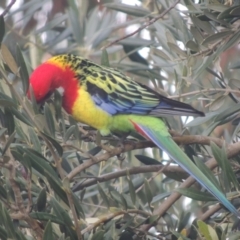 Platycercus eximius (Eastern Rosella) at Pollinator-friendly garden Conder - 1 Jun 2021 by michaelb