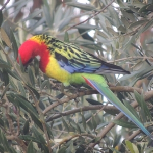 Platycercus eximius at Conder, ACT - 1 Jun 2021 03:56 PM