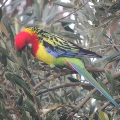 Platycercus eximius (Eastern Rosella) at Conder, ACT - 1 Jun 2021 by michaelb