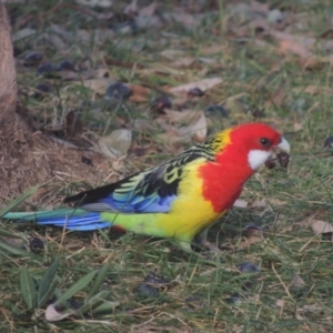 Platycercus eximius at Conder, ACT - 1 Jun 2021 03:56 PM