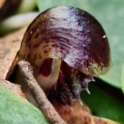 Corysanthes grumula (Stately helmet orchid) at Paddys River, ACT - 11 Aug 2021 by RobG1