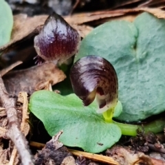 Corysanthes grumula at suppressed - 11 Aug 2021