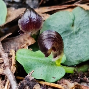 Corysanthes grumula at suppressed - 11 Aug 2021