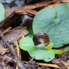 Corysanthes grumula at suppressed - 11 Aug 2021