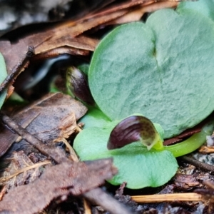 Corysanthes grumula at suppressed - suppressed