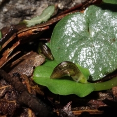 Corysanthes grumula at suppressed - suppressed