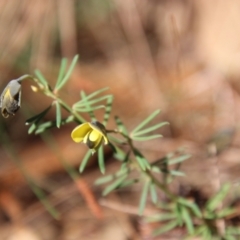 Gompholobium glabratum (Dainty Wedge Pea) at Broulee Moruya Nature Observation Area - 12 Aug 2021 by LisaH