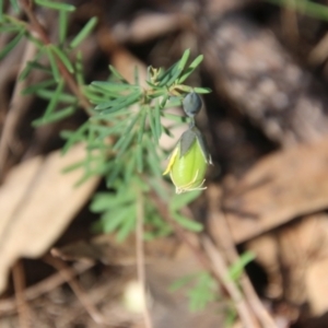 Gompholobium glabratum at Moruya, NSW - suppressed