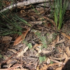 Gompholobium glabratum at Moruya, NSW - suppressed