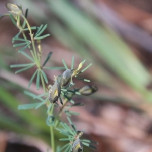 Gompholobium glabratum at Moruya, NSW - suppressed