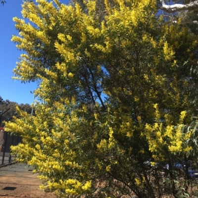 Acacia rubida (Red-stemmed Wattle, Red-leaved Wattle) at Black Mountain - 13 Aug 2021 by Ned_Johnston