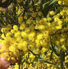 Acacia rubida at Acton, ACT - 13 Aug 2021 12:07 PM