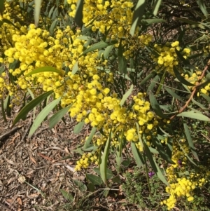 Acacia rubida at Acton, ACT - 13 Aug 2021 12:07 PM