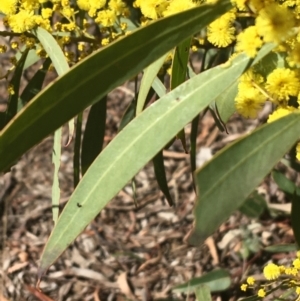 Acacia rubida at Acton, ACT - 13 Aug 2021 12:07 PM