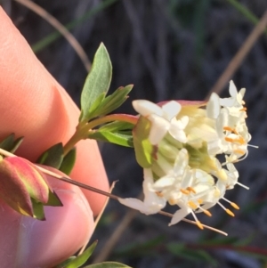 Pimelea linifolia subsp. linifolia at Acton, ACT - 13 Aug 2021