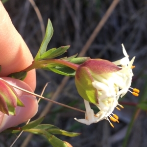 Pimelea linifolia subsp. linifolia at Acton, ACT - 13 Aug 2021