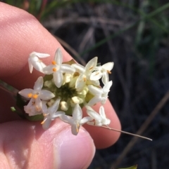 Pimelea linifolia subsp. linifolia at Acton, ACT - 13 Aug 2021