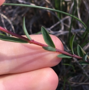 Pimelea linifolia subsp. linifolia at Acton, ACT - 13 Aug 2021