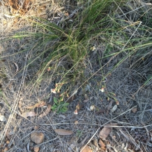 Pimelea linifolia subsp. linifolia at Acton, ACT - 13 Aug 2021