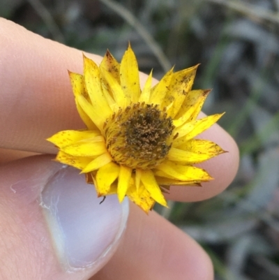 Xerochrysum viscosum (Sticky Everlasting) at Black Mountain - 13 Aug 2021 by Ned_Johnston