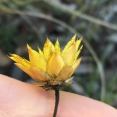 Xerochrysum viscosum at Acton, ACT - 13 Aug 2021 12:12 PM