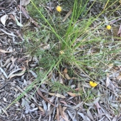 Xerochrysum viscosum at Acton, ACT - 13 Aug 2021 12:12 PM