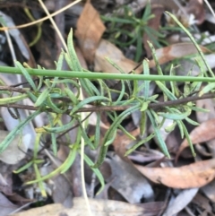 Xerochrysum viscosum at Acton, ACT - 13 Aug 2021