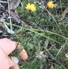 Xerochrysum viscosum at Acton, ACT - 13 Aug 2021 12:12 PM