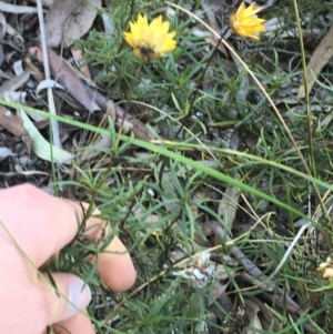 Xerochrysum viscosum at Acton, ACT - 13 Aug 2021