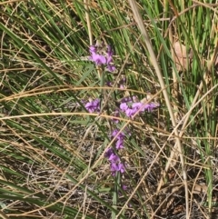 Hovea heterophylla (Common Hovea) at Acton, ACT - 13 Aug 2021 by Ned_Johnston