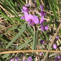 Hovea heterophylla at Acton, ACT - 13 Aug 2021