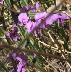 Hovea heterophylla at Acton, ACT - 13 Aug 2021