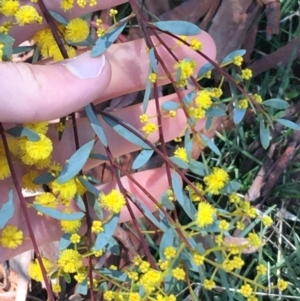 Acacia buxifolia subsp. buxifolia at Acton, ACT - 13 Aug 2021 12:16 PM