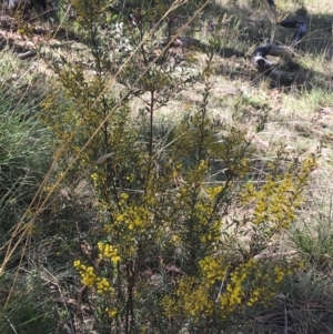 Acacia buxifolia subsp. buxifolia at Acton, ACT - 13 Aug 2021