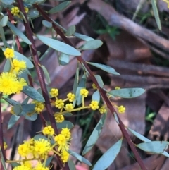 Acacia buxifolia subsp. buxifolia at Acton, ACT - 13 Aug 2021 12:16 PM