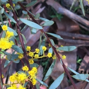 Acacia buxifolia subsp. buxifolia at Acton, ACT - 13 Aug 2021 12:16 PM