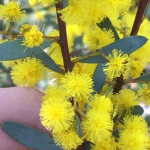 Acacia buxifolia subsp. buxifolia at Acton, ACT - 13 Aug 2021 12:16 PM