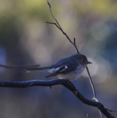 Petroica rosea (Rose Robin) at Boro, NSW - 13 Aug 2021 by mcleana