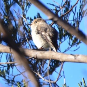 Petroica rosea at Boro, NSW - 13 Aug 2021 08:12 AM