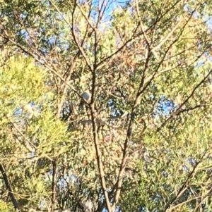 Petroica rosea at Boro, NSW - 13 Aug 2021
