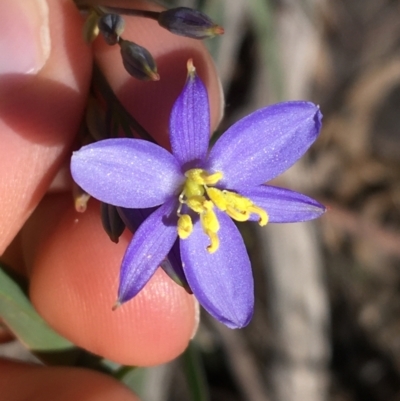 Stypandra glauca (Nodding Blue Lily) at Black Mountain - 13 Aug 2021 by Ned_Johnston