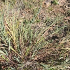 Stypandra glauca at Acton, ACT - 13 Aug 2021