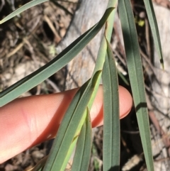 Stypandra glauca at Acton, ACT - 13 Aug 2021 12:18 PM