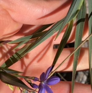 Stypandra glauca at Acton, ACT - 13 Aug 2021