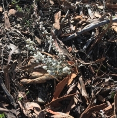 Styphelia attenuatus (Small-leaved Beard Heath) at Downer, ACT - 13 Aug 2021 by Ned_Johnston