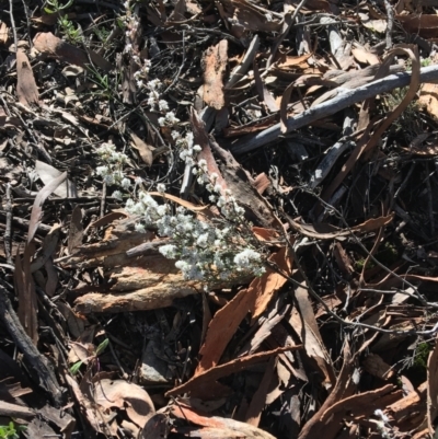 Styphelia attenuatus (Small-leaved Beard Heath) at Downer, ACT - 13 Aug 2021 by Ned_Johnston