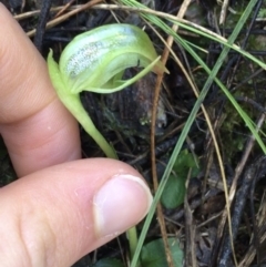 Pterostylis nutans (Nodding Greenhood) at Downer, ACT - 13 Aug 2021 by NedJohnston
