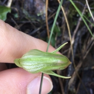 Pterostylis nutans at Downer, ACT - 13 Aug 2021